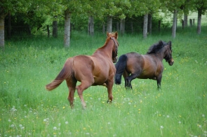 SOLDES D'ETE CHEZ EQUIDARMOR