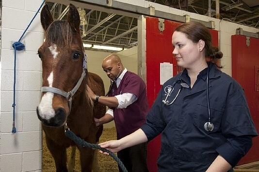 État général du cheval